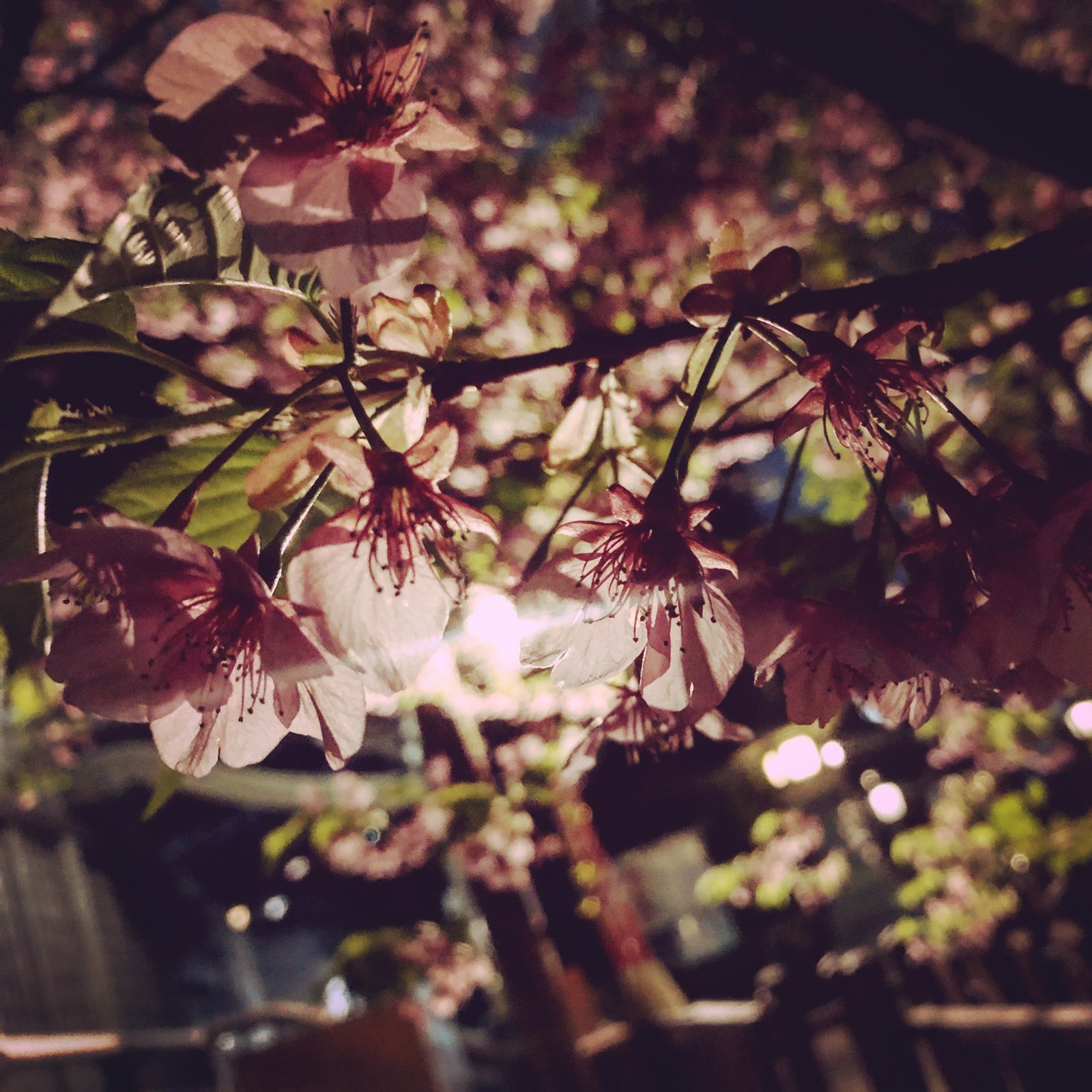 Photograph, 2019.03