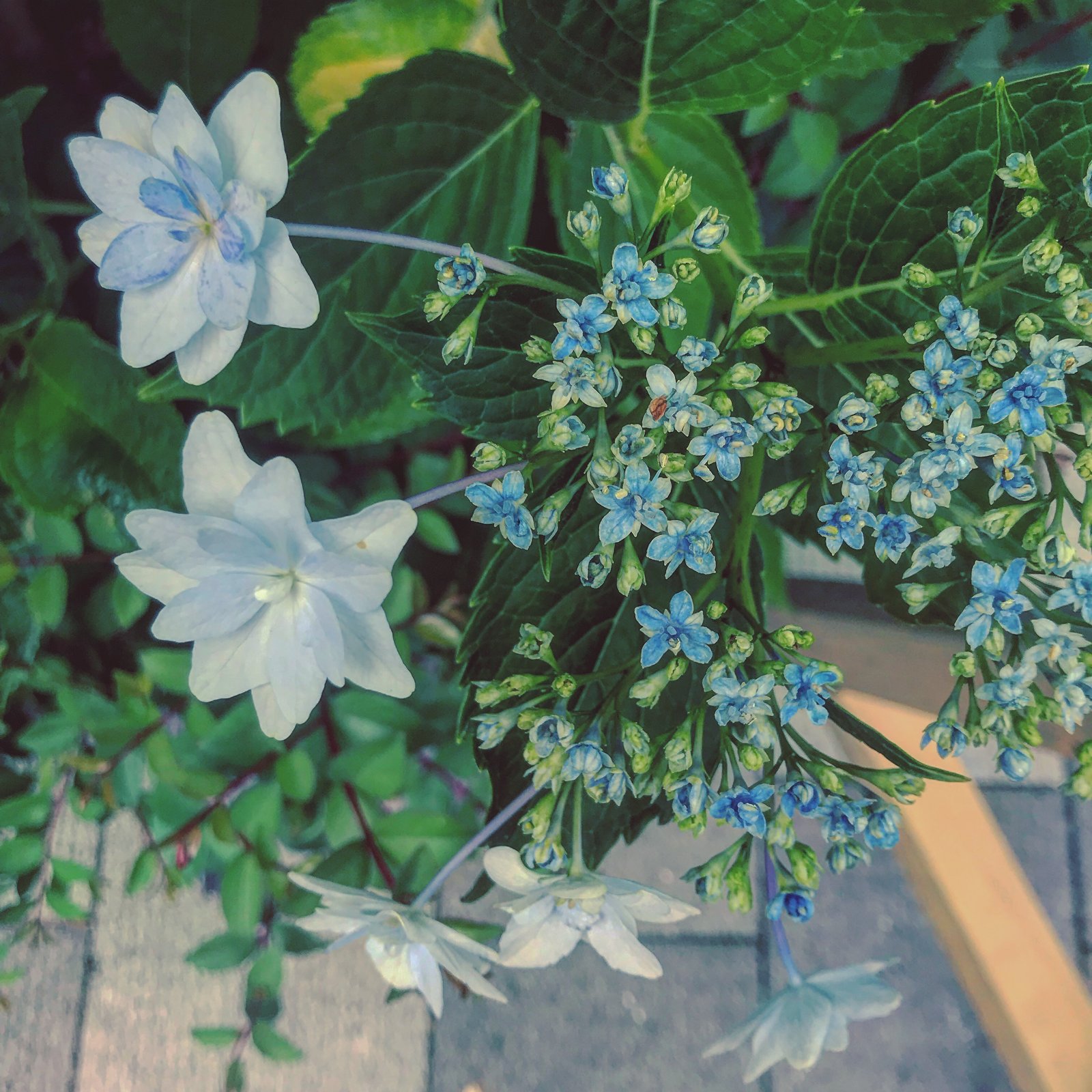 Photograph, 2019.06